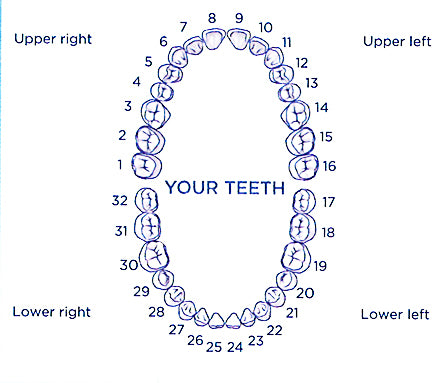 8 Gold Teeth